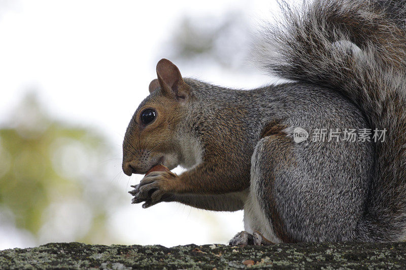 警惕的灰松鼠Sciurus carolinensis坐着吃橡子